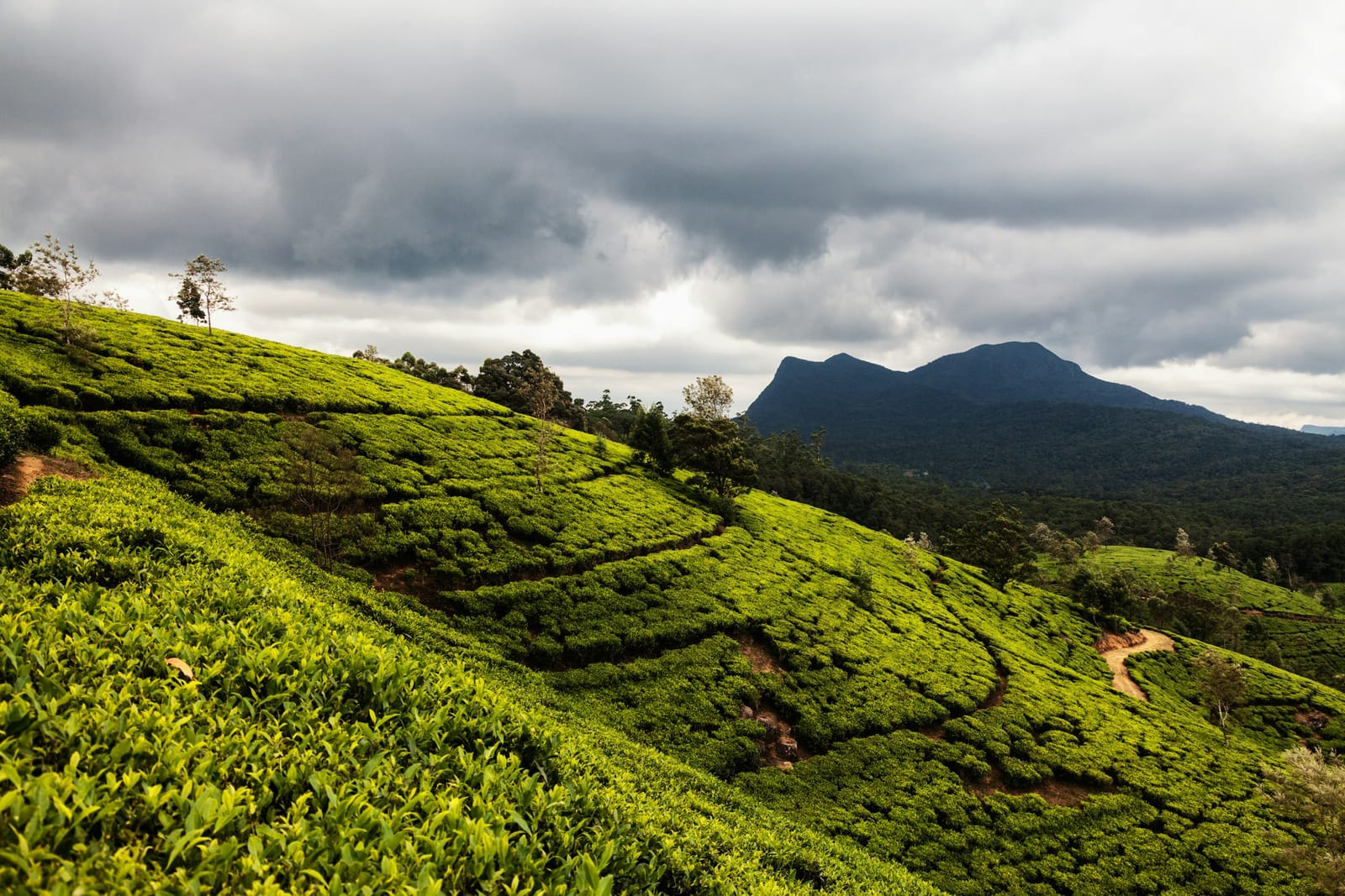 Tea terraces under heavy cloud in the hills above Nuwara Eliya